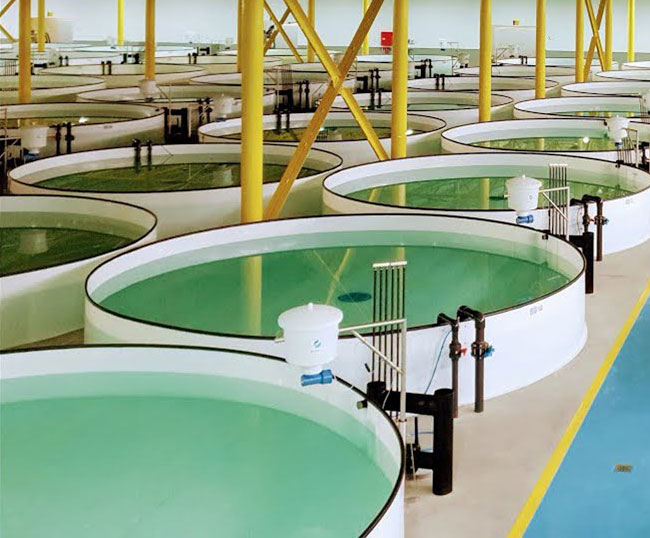 Máy ozone công nghiệp ứng dụng trong hệ thống nuôi trồng thủy sản