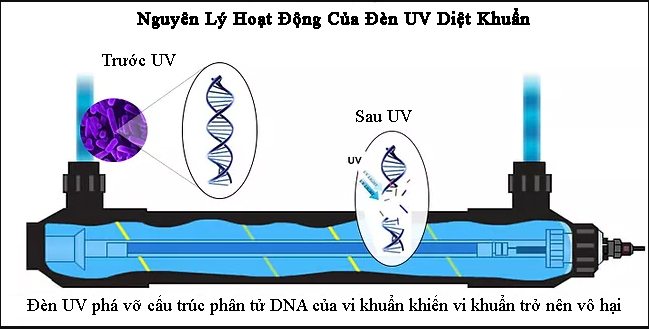 nguyen ly hoat dong den uv khu khuan 165W